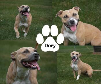 Dory -  Pit Bull Terrier Dog for Adoption in Winchester, Kentucky - Dory | PetCurious