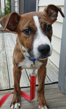 Linguine -  American Staffordshire Terrier Dog for Adoption in Highland, New York - Linguine | PetCurious