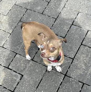 Mixed Breed Dogs Available for Adoption - Edward | PetCurious