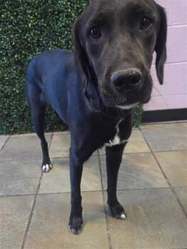 61354793 -  Labrador Retriever and Mixed Breed Dog for Adoption in El Paso, Texas - 61354793 | PetCurious