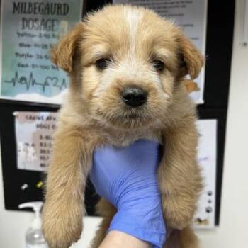 Poodle and Golden Retriever Dogs Available for Adoption in Morton Grove, Illinois - Goldie | PetCurious