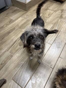 Schnauzer and Yorkshire Terrier Dogs Available for Adoption - Aly | PetCurious