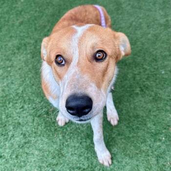 Australian Cattle Dog Blue Heeler and Border Collie Dogs Available for Adoption - Orzo | PetCurious