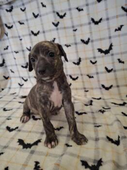 Rescue Pit Bull Terrier Dogs for Adoption in Dover, Arkansas - Deena | PetCurious