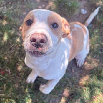 Cannoli -  Mixed Breed Dog for Adoption in East Hanover, New Jersey - Cannoli | PetCurious