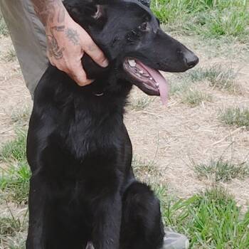 CERBERUS - A GREAT BOY -  German Shepherd Dog Dog for Adoption in Edgemoor, Delaware - CERBERUS - A GREAT BOY | PetCurious