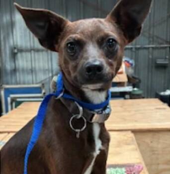 Rescue Chihuahua Dogs for Adoption in Amarillo, Texas - Yoda | PetCurious