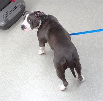 BEYONCE -  English Bulldog and Mixed Breed Dog for Adoption in Omaha, Nebraska - BEYONCE | PetCurious