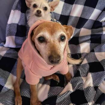 Hula Hoop -  Miniature Pinscher and Chihuahua Dog for Adoption in Warren, Rhode Island - Hula Hoop | PetCurious