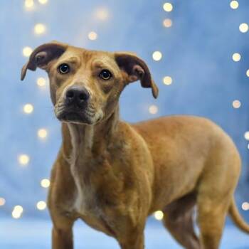 Glinda -  Mixed Breed Dog for Adoption in Defuniak Springs, Florida - Glinda | PetCurious