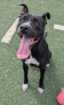 Tulip -  Pit Bull Terrier Dog for Adoption in Benson, Arizona - Tulip | PetCurious