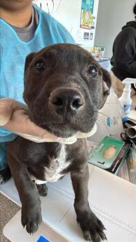 Mixed Breed Dogs Available for Adoption in West Chester, Pennsylvania - Wheelie (red) | PetCurious