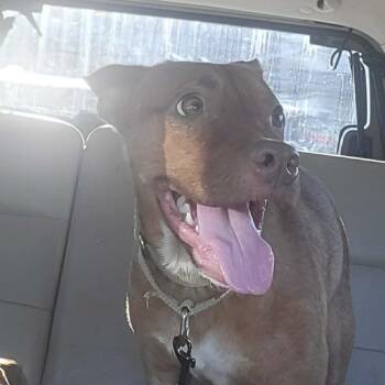 Ted -  Mixed Breed Dog for Adoption in Olathe, Kansas - Ted | PetCurious