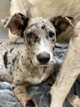 Vora -  Mixed Breed Dog for Adoption in Wichita, Kansas - Vora | PetCurious