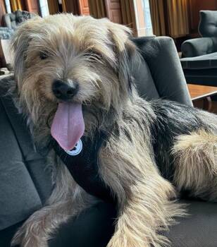Simba -  Yorkshire Terrier Dog for Adoption in Fort Myers, Florida - Simba | PetCurious
