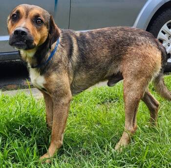 Rescue Labrador Retriever Dogs for Adoption in Little Rock, Arkansas - Frank | PetCurious