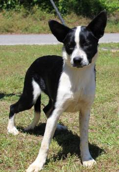 Border Collie and English Shepherd Dogs Available for Adoption in Prattville, Alabama - Marshall 43385 | PetCurious