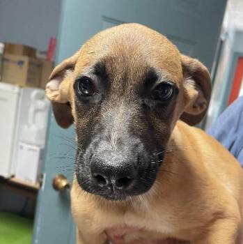 Sara -  Mixed Breed Dog for Adoption in Spencer, Indiana - Sara | PetCurious
