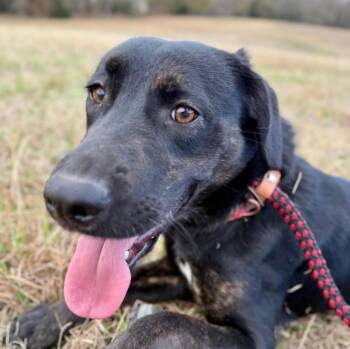 Rescue Labrador Retriever Dogs for Adoption in Cumming, Georgia - Adriana | PetCurious