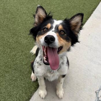 Daisy -  Australian Shepherd Dog for Adoption in Cody, Wyoming - Daisy | PetCurious