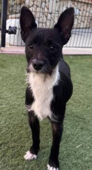 Rescue Chihuahua Dogs for Adoption in Sacramento, California - HERMIE | PetCurious