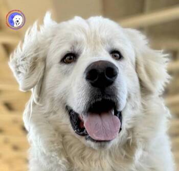 Merlin -  Great Pyrenees Dog for Adoption in Spring, Texas - Merlin | PetCurious