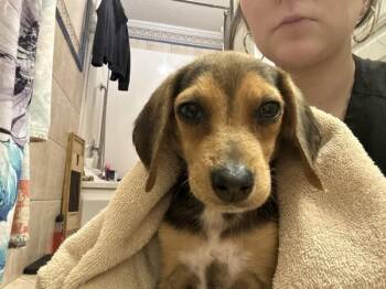 Beagle Dogs Available for Adoption in Mobile, Alabama - Karma | PetCurious