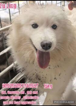 China Fuling -  Samoyed Dog for Adoption in Tucson, Arizona - China Fuling | PetCurious
