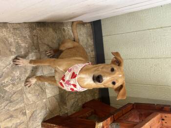 Rescue Shepherd Dogs for Adoption in Pilot Point, Texas - Skye | PetCurious