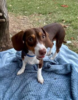Rescue Beagle and Dachshund Dogs for Adoption in Rockwall, Texas - Copper | PetCurious