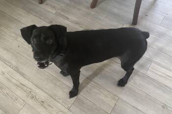 Rescue Black Labrador Retriever Dogs for Adoption in Greenville, North Carolina - Astro | PetCurious