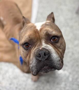 Bulldog Dogs Available for Adoption - Sal | PetCurious