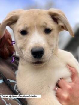 Labrador Retriever and Shepherd Dogs Available for Adoption - PJ | PetCurious