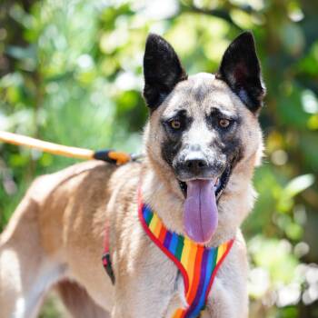 Katy -  Belgian Shepherd Malinois Dog for Adoption in Santa Ana, California - Katy | PetCurious