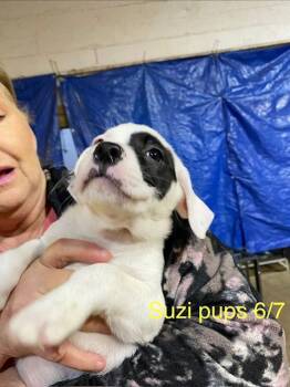 Beagle and American Bulldog Dogs Available for Adoption - Suzi Litter | PetCurious