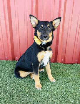 German Shepherd Dog Dogs Available for Adoption - Amelia | PetCurious