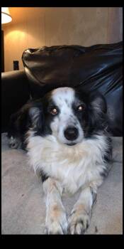 Rescue Border Collie Dogs for Adoption - Maya (Courtesy Post) | PetCurious