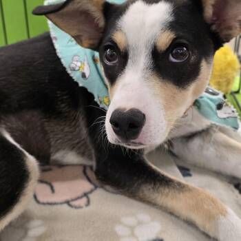 German Shepherd Dog and Labrador Retriever Dogs Available for Adoption - Quilceda BR14317-T | PetCurious