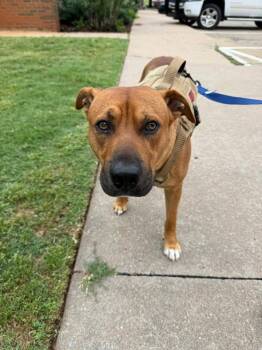 Rhodesian Ridgeback Dogs Available for Adoption in Stillwater, Oklahoma - RJ | PetCurious