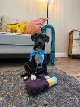 Sox Knox Silly Lover Boy -  Pit Bull Terrier and Labrador Retriever Dog for Adoption in Friendswood, Texas - Sox Knox Silly Lover Boy | PetCurious