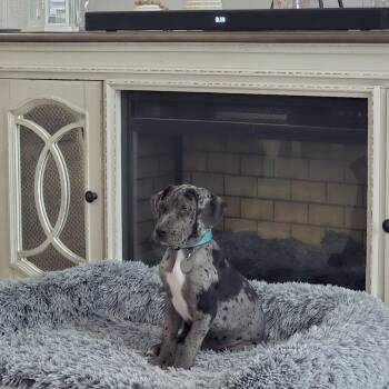 Great Dane Dogs Available for Adoption in Pine Beach, New Jersey - Maverick | PetCurious