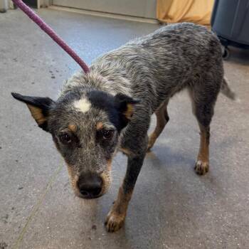 Roscoe -  Mixed Breed Dog for Adoption in Las Cruces, New Mexico - Roscoe | PetCurious