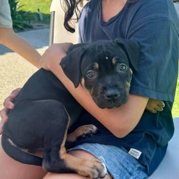 Rottweiler Dogs Available for Adoption in San Juan Capistrano, California - Basil | PetCurious