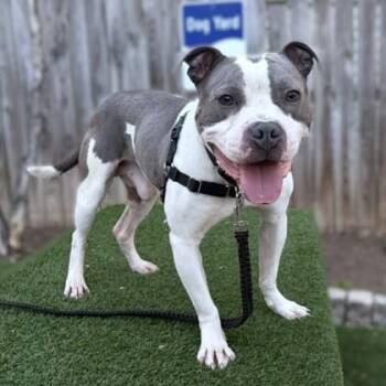 Mixed Breed Dogs Available for Adoption - Michael B Pawdon | PetCurious