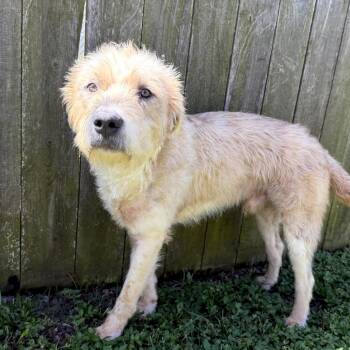 Wirehaired Terrier Dogs Available for Adoption in Wahiawa, Hawaii - Benji | PetCurious