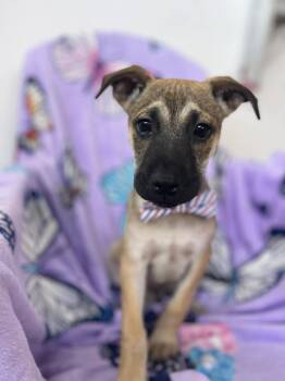 Pit Bull Terrier and Shepherd Dogs Available for Adoption - Oso | PetCurious