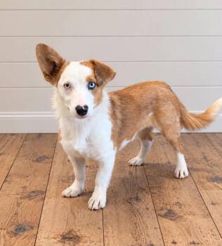 Vanellope -  Corgi and Mixed Breed Dog for Adoption in Georgetown, Ohio - Vanellope | PetCurious