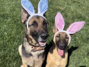 Bodie -  German Shepherd Dog Dog for Adoption in Fulton, California - Bodie | PetCurious