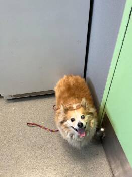 Brownie -  Corgi Dog for Adoption in Bloomington, Indiana - Brownie | PetCurious