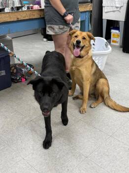 Labrador Retriever and Shepherd Dogs Available for Adoption - Sheila | PetCurious
